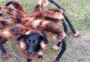 Pes převlečený za pavouka